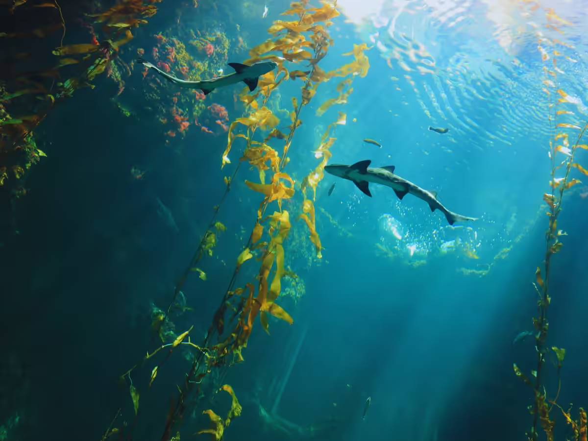 1. Definition and Location Point Nemo is the oceanic location on our planet that is furthest from any landmass. It is the oceanic pole of inaccessibility, i.e., the most remote location from any coast. •Precise Coordinates: Around 48°52.6′ South latitude, 123°23.6′ West longitude, in the South Pacific Ocean. •\Distance from Nearest Land: Around 2,688 kilometers (1,670 miles) from the nearest three land points: o\Ducie Island (an extremely small, unpopulated island part of the Pitcairn Islands), o Motu Nui (an islet near Easter Island), o Maher Island (near the Antarctic coast). 2. Geographical and Oceanographic Context • Point Nemo lies within a vast expanse of the South Pacific Ocean, which is characterized by: o Deep ocean waters: The seafloor near Point Nemo descends to around 4,000 meters (13,000 feet). o\Ocean currents: The South Pacific Gyre, a massive complex of circulating ocean currents, moves close to the region. The gyre is infamous for being among the most stagnant, poorly nourished ocean areas, which results in peculiar ecological circumstances. oLow biological productivity: The region's far-flung remoteness, depth, and absence of nutrient influx render it a marine desert with relatively low levels of biodiversity relative to coastal areas.